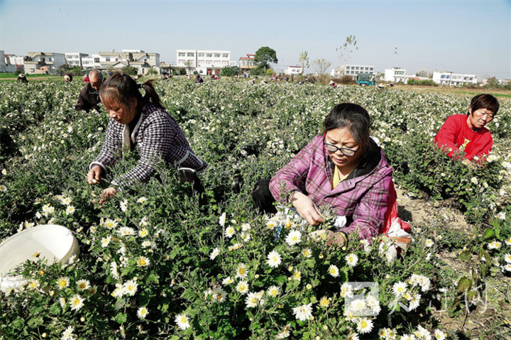 菊花绽放 “美丽经济”